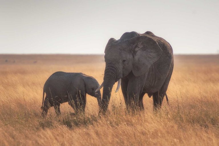 7 Days – Lake Manyara, Serengeti (3 nights), Ngorongoro Crater & Tarangire